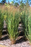 Florida Native Grasses: Native Grasses Of Florida